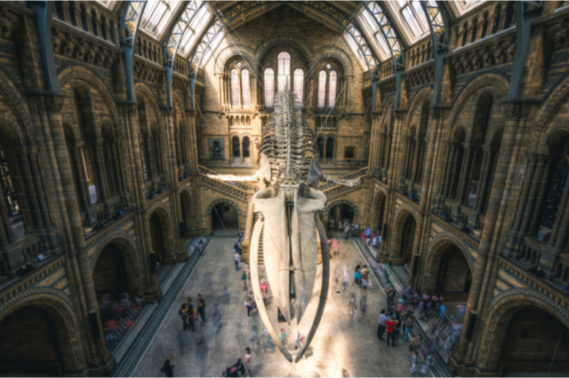 Natural History Museum