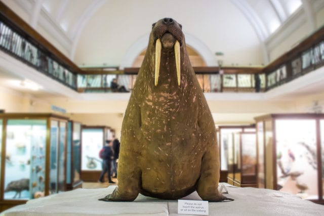 Horniman Museum & Gardens