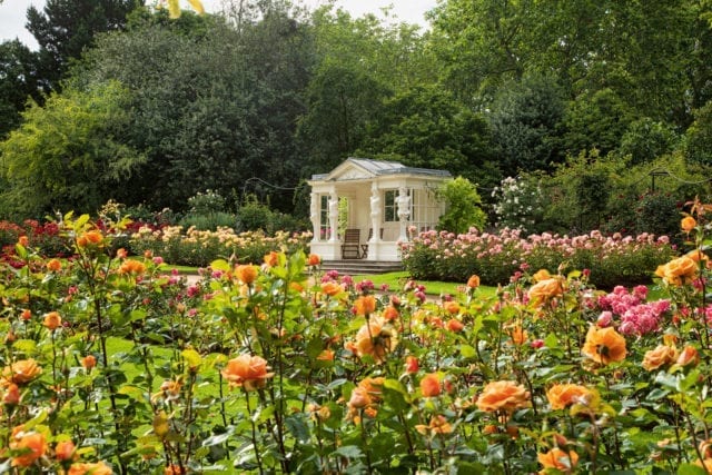 Buckingham Palace rose garden