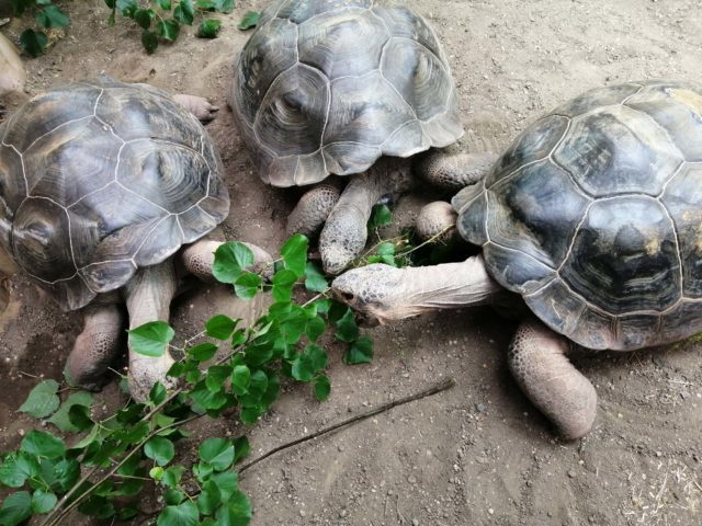 Giant tortoises at new exhibit, Giants of the Galápagos, at London Zoo