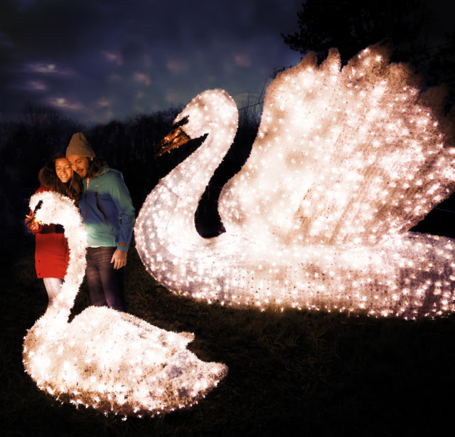 WWT ILLUMINATURE SWANS APPEARING AT WWT LONDON WETLAND CENTRE, BARNES THIS AUTUMN