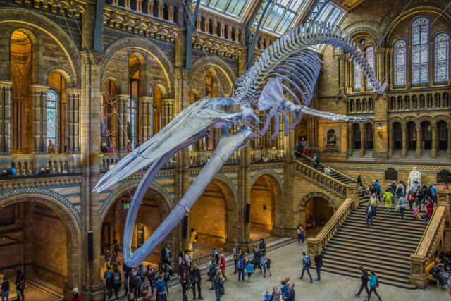 Natural History Museum London Address