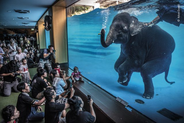 Yoga at the Natural History Museum Announced!