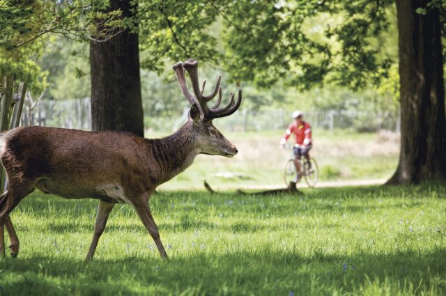 Deer in park