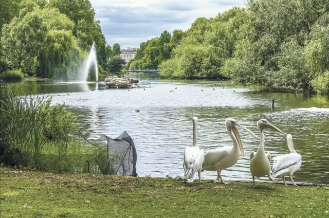 Pelicans in front of lake in park.