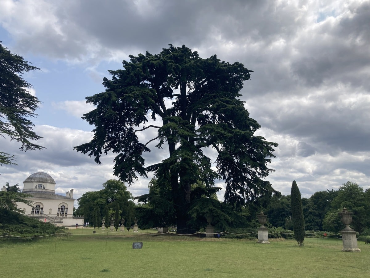 Beatles cedar. Image credit Woodland Trust