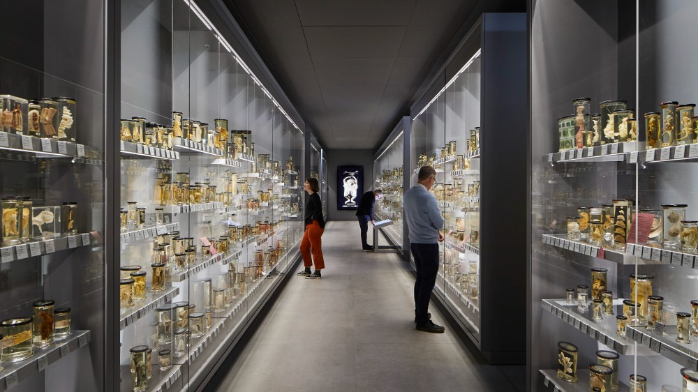 Hunterian Museum ©Hufton+Crow