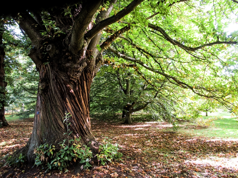 Kew Gardens