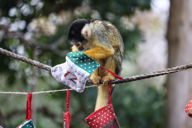 Squirrel monkeys at London Zoo