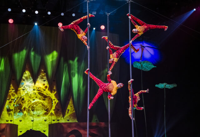 acrobatic fleas display their agility in OVO Cirque du Soleil