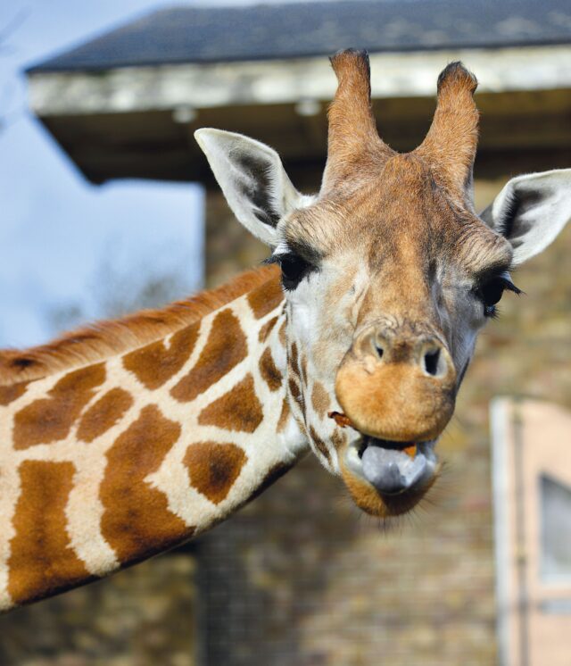 Giraffe at London Zoo (c) London Zoo