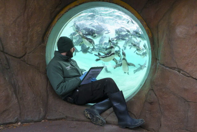 Kepper with penguins at London Zoo
