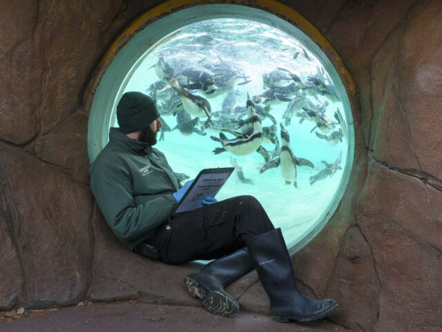 https://londonplanner.com/wp-content/uploads/2026/02/Keeper-Jay-Firtina-with-Humboldt-penguins-at-London-Zoos-2026-annual-stocktake-2-c-Dominic-Lipinski_ZSL-640x480.jpg