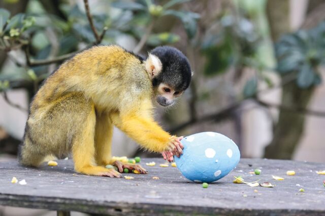 Squirrel Monkeys at London Zoo enjoy Easter eggs