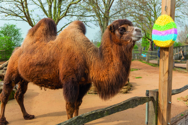 Genghis the camel with an Easter egg (c) ZSL