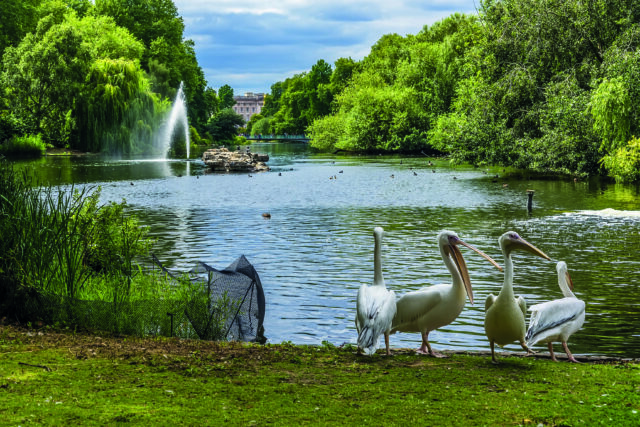 pelicans in St James's Park
