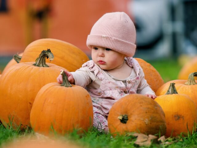 https://londonplanner.com/wp-content/uploads/2026/09/The-London-Pumpkin-Patch_3-scaled-e1790247109115-640x480.jpeg
