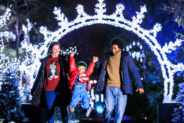 A Sparkling Season